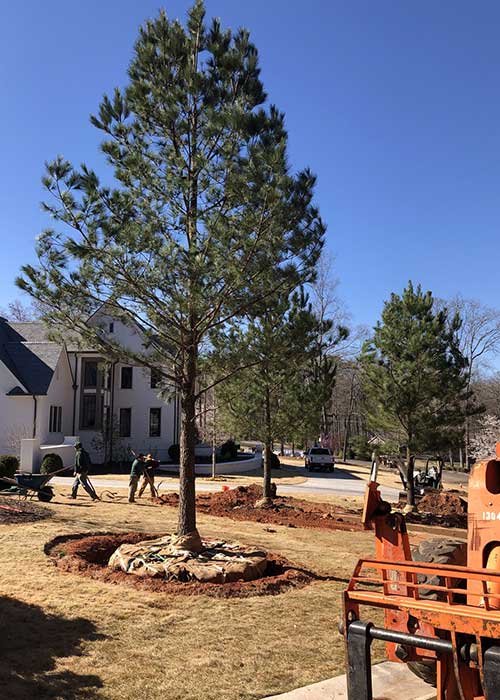 large tree installation and tree service