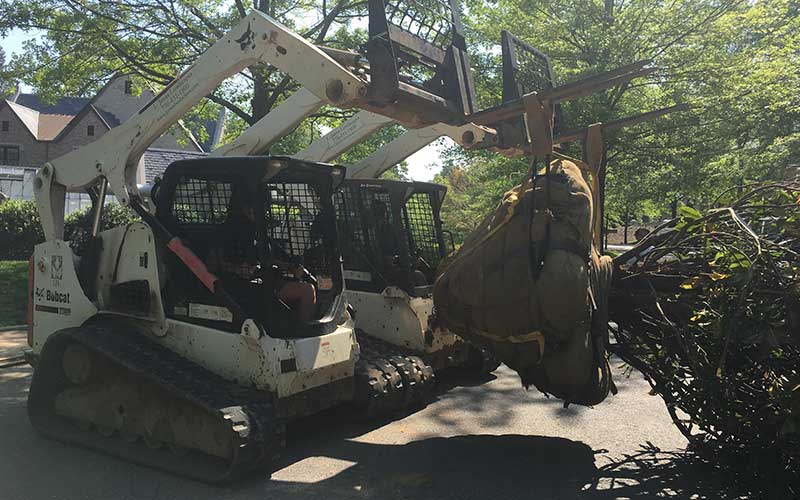marietta ga tree installation and planting