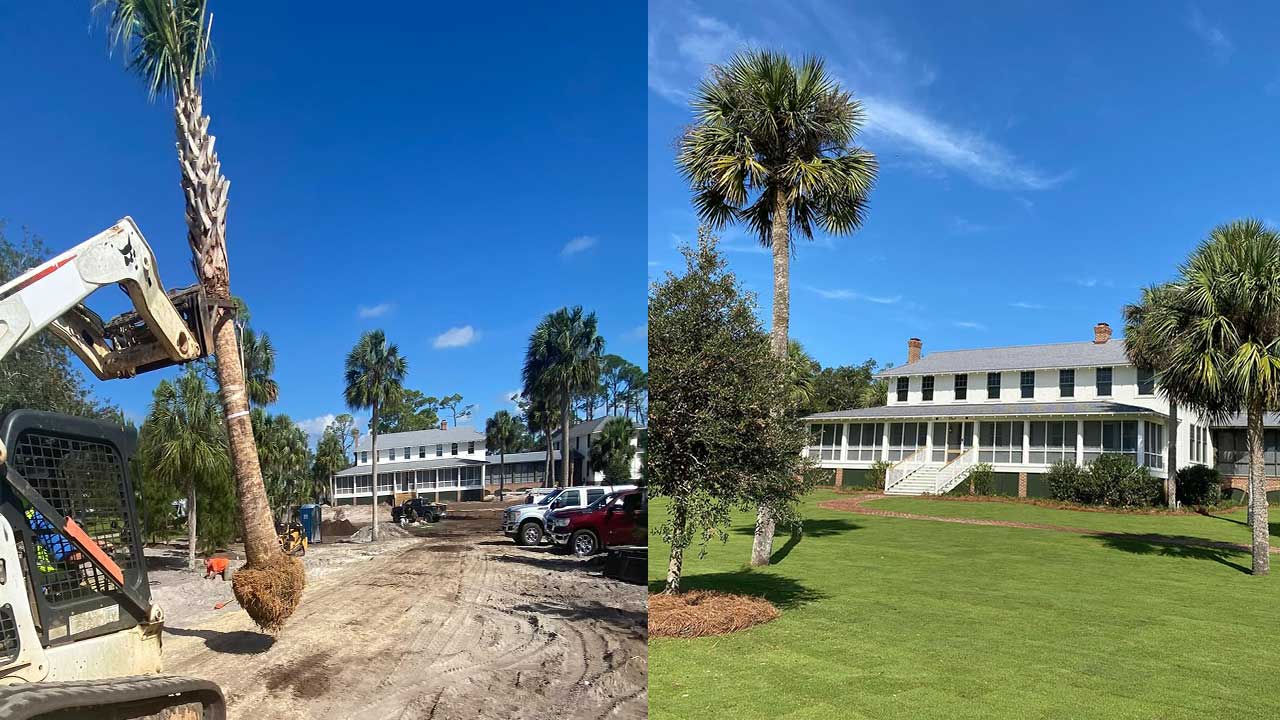 dunwoody tree installation company