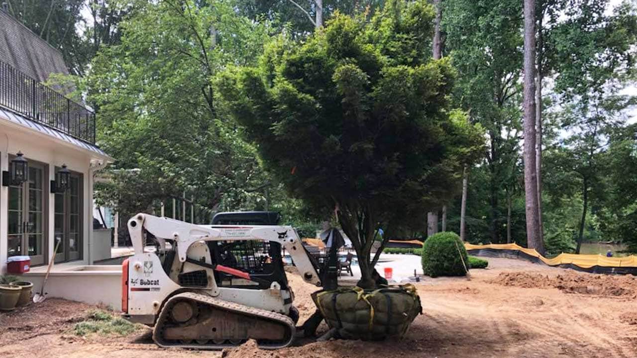 dunwoody tree planting service