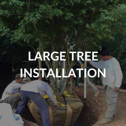 https://ljoneslandscapes.com/large-tree-installation-service-tree-planting-service/